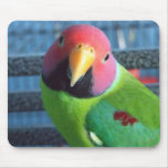 Sittin' Pretty Plum Headed Parakeet mousepads