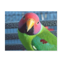 Sittin' Pretty Plum Headed Parakeet