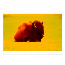 Sitting Bison Postcard