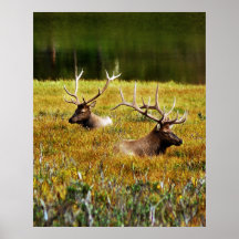 Sitting Bulls Print