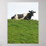 Sitting Cow Poster Print