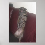 Sitting Dog! posters