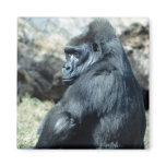 Sitting Gorilla magnets