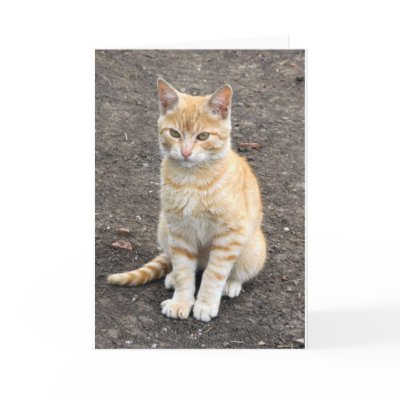 Sitting kitty greeting card by kittykafe