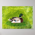 Sitting Mallard, painting poster posters