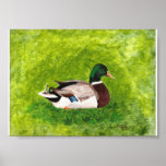Sitting Mallard, painting poster posters