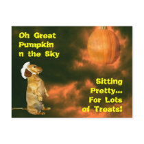 Sitting Pretty For Lots of Treats Post Cards