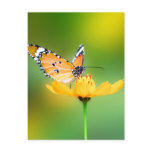 Sitting Pretty Little Butterfly on a Flower