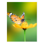 Sitting Pretty Little Butterfly on a Flower Post Cards