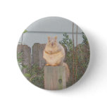 Sitting Squirrel buttons