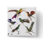 Six Different Hummingbirds - Rene Primevere Lesson