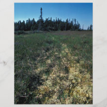 Six Mile Lake Area Vegetation Custom Flyer