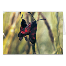 Six-Spot Burnet Moth Greeting Cards