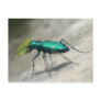 Six-spotted Tiger Beetle Postcard - Customized
