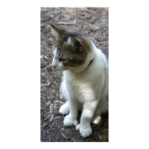Six Toe Photo Card Template