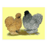 Sizzle Chickens Postcard