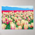 Skagit County Tulip Festival posters