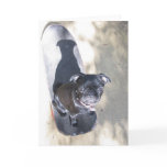 Skateboarding Pug Card (Photo)