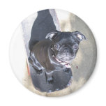 Skateboarding Pug Magnet (Photo)