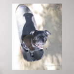 Skateboarding Pug (Photo) Print