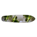 Skater skateboards