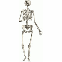 Skeleton Cutout Magnet 2x3 Photo Cutouts