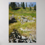 Skeleton of Elk posters