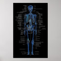 skeleton poster posters