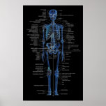 skeleton poster