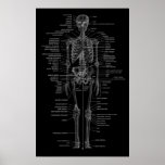 skeleton poster-chalkboard style