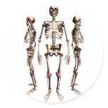 Skeletons stickers