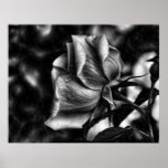 sketch of rose in black & white posters