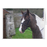 Skewbald Pony cards