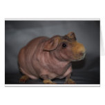 Skinny Pig Greeting Cards