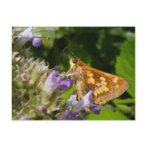 Skipper 5 ~ postcard