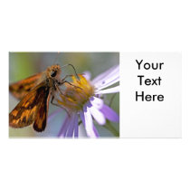 Skipper Butterfly on Aster Photo Custom Photo Card