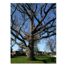 Skis in a tree post card
