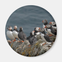 Skomer Island Puffins Fridge Magnet