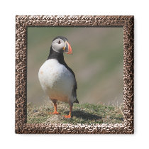 Skomer Island Puffins Refrigerator Magnets