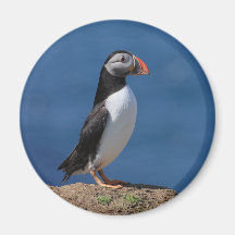 Skomer Island Puffins Magnets
