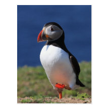 Skomer Island Puffins Post Card