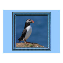 Skomer Island Puffins Post Cards