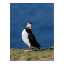 Skomer Island Puffins Post Cards