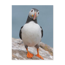 Skomer Island Puffins Postcard
