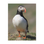 Skomer Island Puffins postcards
