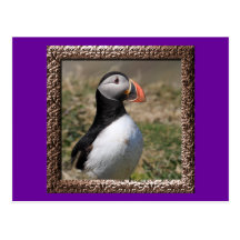 Skomer Island Puffins Postcard