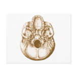 Skull Below Sepia