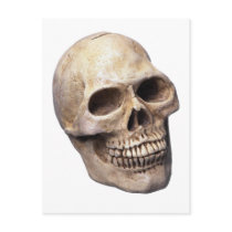 Skull bone