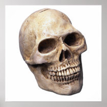 Skull bone