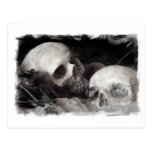 Skull Buddies Post Cards
